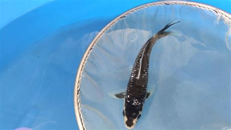 8862 Black Diamond Dainichi Koi Farm YouTube