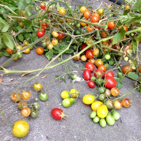 Almost Last Cherry Tomato Porn David Silver Flickr