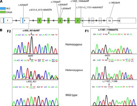 Pathogenic Cerkl Deletion Variants A Schematic Representation Of The