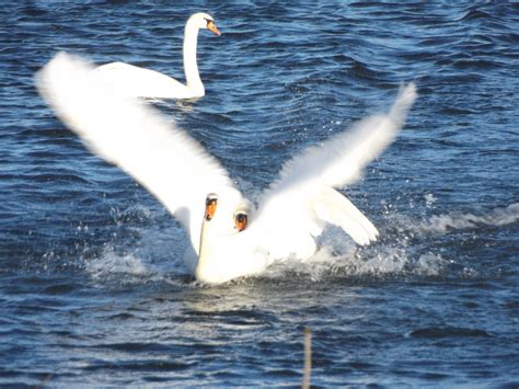 Sieh Zu Dass Du Land Gewinnst H Ckerschwan Cygnus Olor Flickr