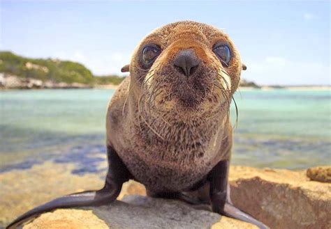 Cuteness Alert Baby Sea Lion