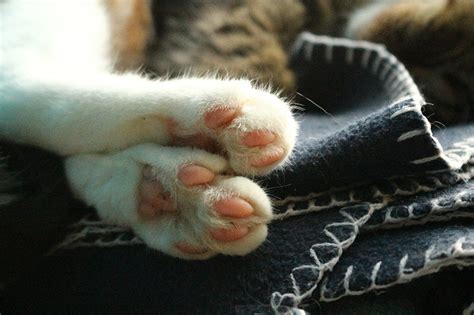 What Is a Cat Paw Made Of? Our Vet Explains | Pet Keen