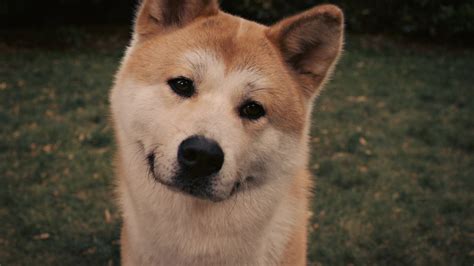 eyes, Movies, Animals, Dogs, Akita, Hachiko , A, Dogand039s, Story Wallpapers HD / Desktop and ...