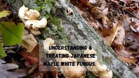 Japanese Maple Fungus On Trunk: Types, Causes & Treatment