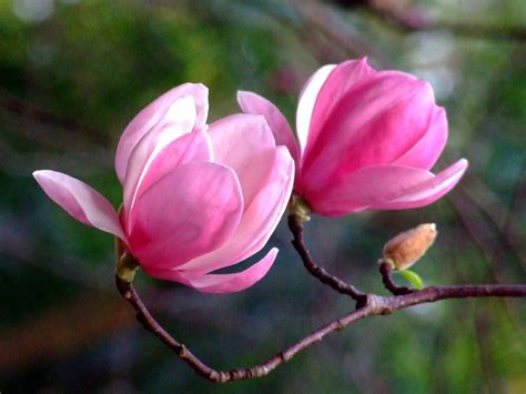 MAGNOLIACEAE 木蘭科 - Purple Magnolia (Magnolia liliiflora) 紫玉蘭 / 辛夷 ...
