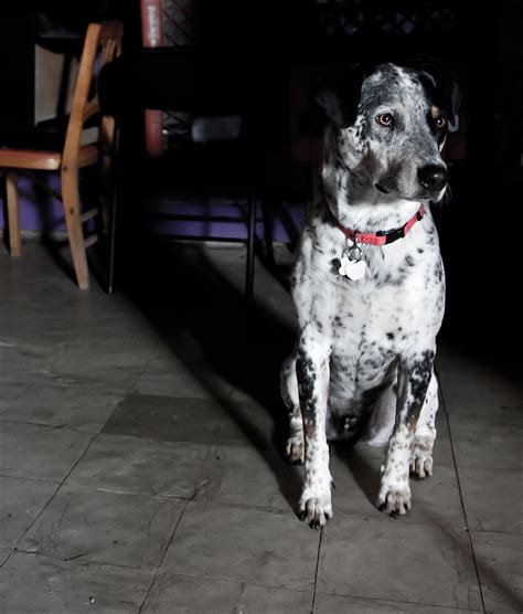 Diggy - Modern Dog Magazine
