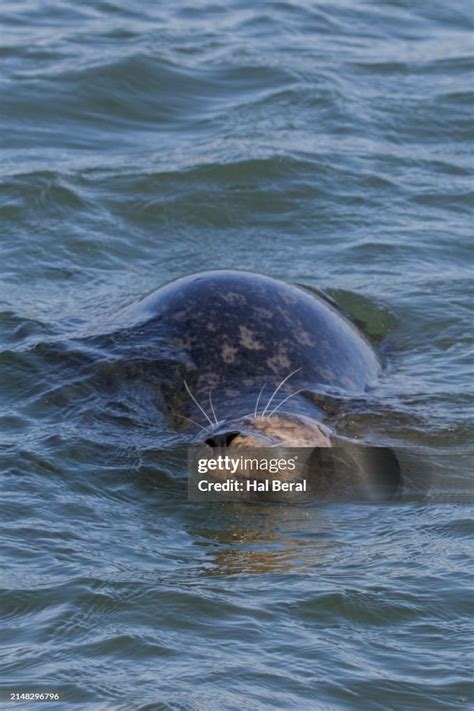 Harbor Seal Swimming High-Res Stock Photo - Getty Images