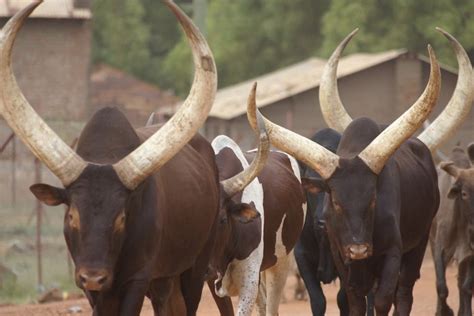 The Enormously Horned Cattle Of The Dinka People Juba South Sudan Pics