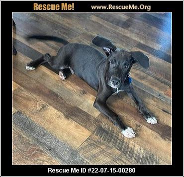 - North Carolina Dog Rescue - ADOPTIONS - Rescue Me!