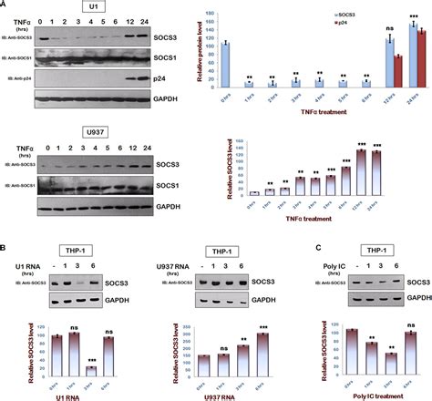 Frontiers Suppressor Of Cytokine Signaling Socs Degrades P And