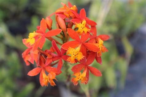 Epidendrum Orchids Orange Yellow Flower Color Live Etsy