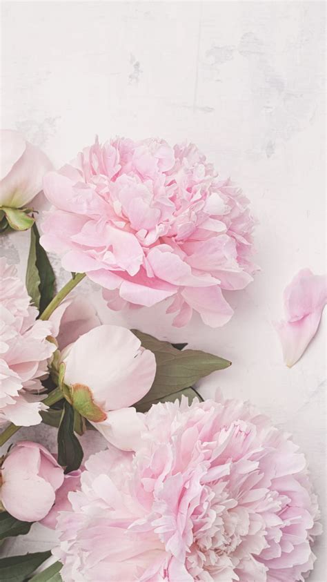 Iphone Flower Pink Peonies Flowers Hd Phone Wallpaper Pxfuel