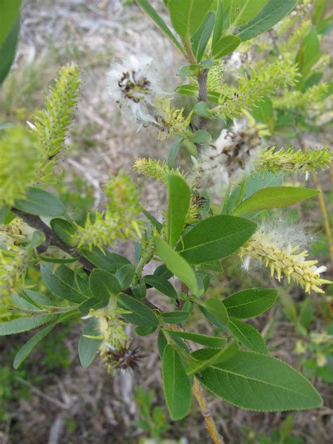 Myrtle Leaved Willow Awes Agroforestry And Woodlot Extension