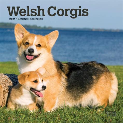 Welsh Corgis 2021 Calendar Browntrout Publishing Books