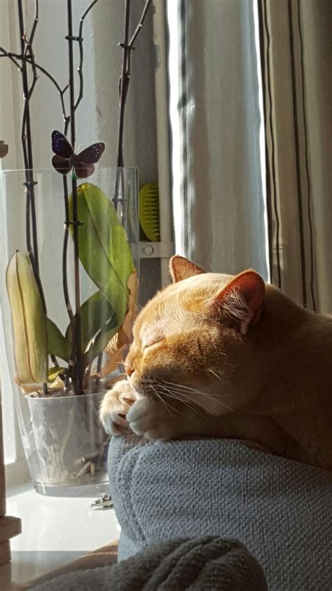 Ginger In The Sun