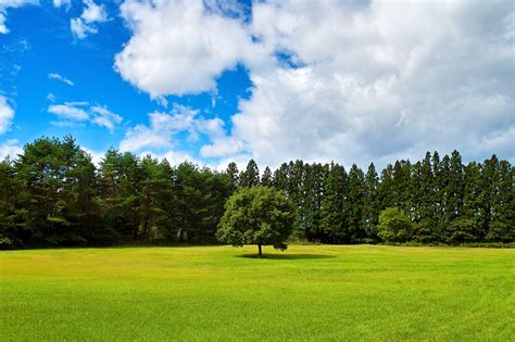 「緑の草原に立つ一本の木 画像素材」写真と画像が全て無料のフリー素材 00003 Beiz Images