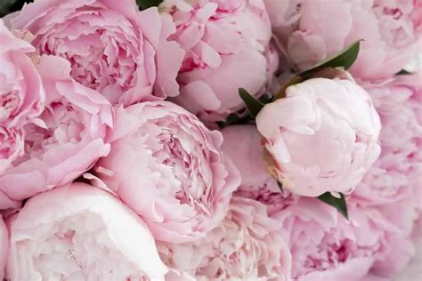 Different Peony Growth Stages Explained