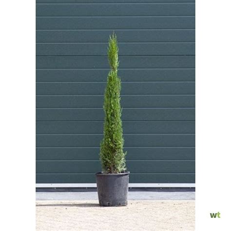 Stuks Italiaanse Cipresboom Cupressus Sempr Pyramidalis H Cm