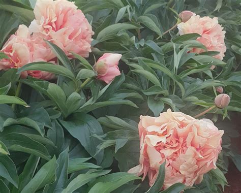 Danse Du Feu Itoh Peony Halifax Perennials Inc