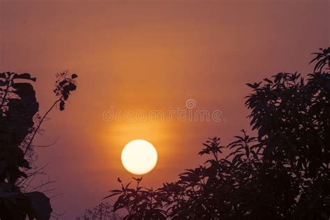 Beautiful Sunset with Tree Branch Silhouette Stock Image - Image of ...