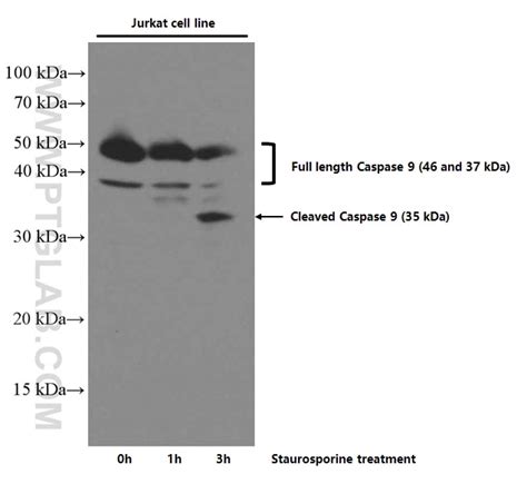 Caspase P P Antibody Ig Proteintech