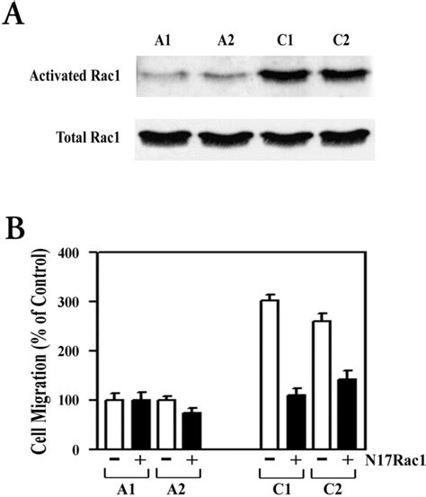uPAR regulates Rac1 activation in MEFs. (A) uPAR−/− (A1 and A2) and ... 