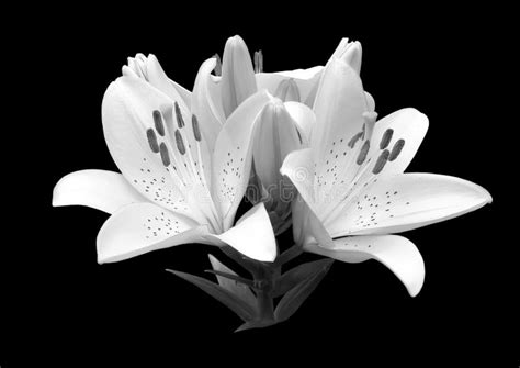 Black And White Flower Lily Stock Photo Image Of Blur Lush 24121268