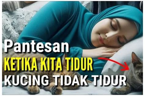 Ternyata Ini Yang Dilakukan Kucing Ketika Pemiliknya Tidur Erabaru Media