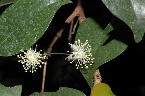 Eugenia Uniflora Myrtaceae Image 184390 At PhytoImages Siu Edu