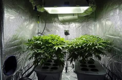 Best 5x5 Grow Tent Setup (Fan, Filter & Light) To Get More Yield