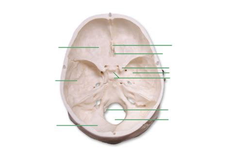 Cranial Cavity Diagram | Quizlet