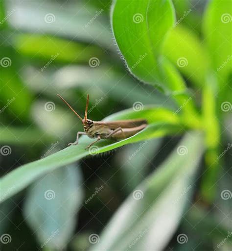 Brown Grasshopper On Grass Stock Image Image Of Details 51486631