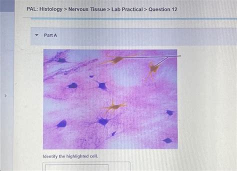 Solved Pal Histology Muscular Tissue Lab Practical Chegg