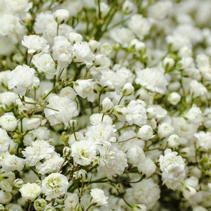 Гипсофила: виды, посадка, размножение и уход - Flowers.ua