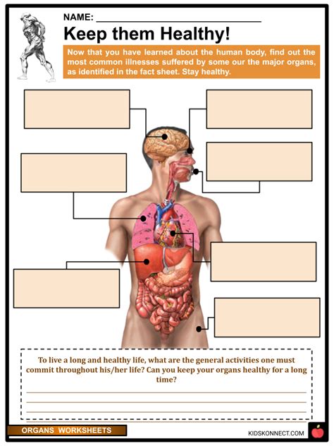 Organs Worksheets & Facts | Internal, External Organs, Functions - Worksheets Library