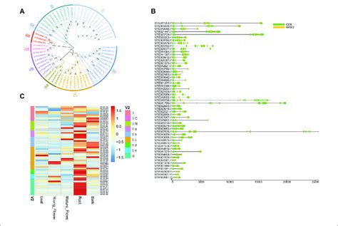 | Genome-wide investigation of WRKY gene family. (A) Unrooted ...