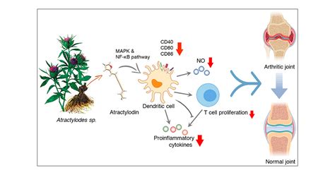 Atractylodin Suppresses Dendritic Cell Maturation And Ameliorates