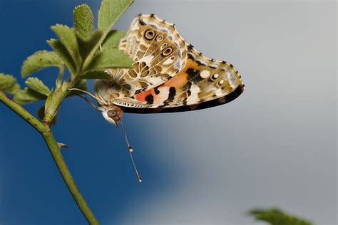 Butterfly Painted Lady Nature Free Photo On Pixabay