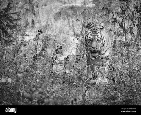 Siberian Tiger In Black White Elegant Big Cat Endangered Predator