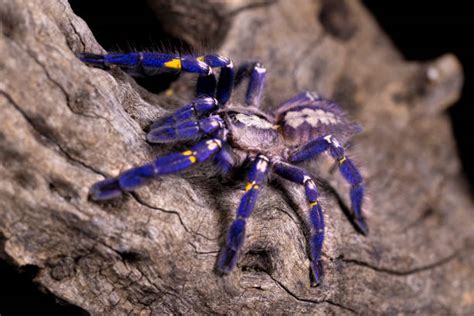 Baby Cobalt Blue Tarantula