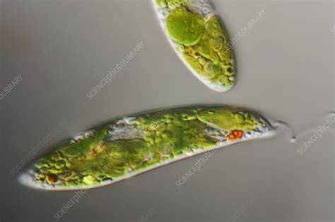 Euglena Gracilis Protozoan Algae Light Micrograph Stock Image C