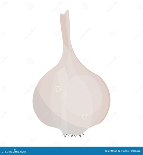 Garlic for Colds. Garlic Bulb Isolated.Vector Illustration Isolated ...