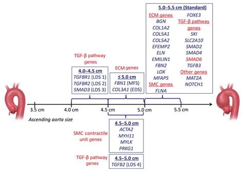 Aortic Aneurysm Size Chart