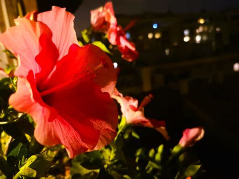 Hibiscus Burst Montse Marim N Llorca Flickr