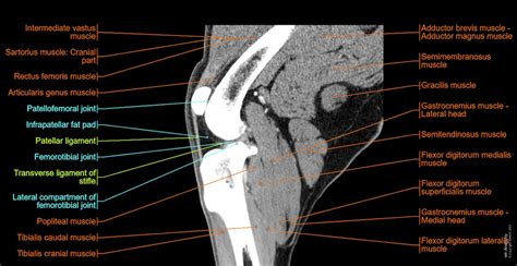 Stifle joint anatomy of the dog - normal anatomy | vet-Anatomy