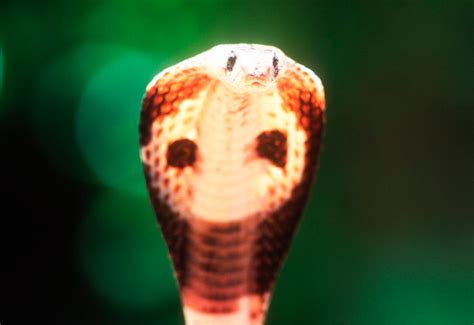 The most venomous animals on Earth, ranked - CNET