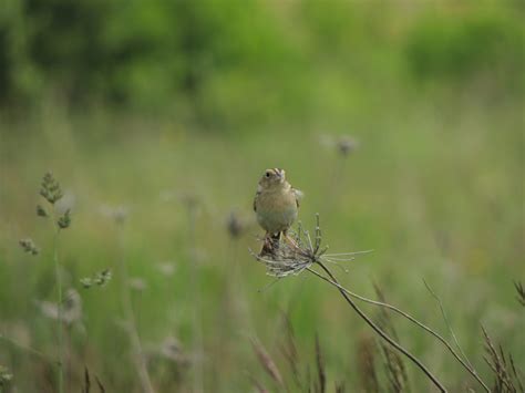 Grasshopper Sparrow – My Bird of the Day