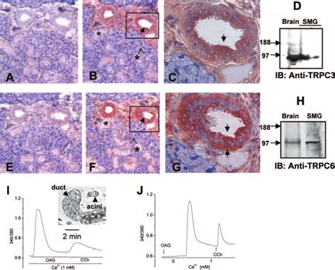 Localization And Function Of Trpc3 Trpc6 In Rat Submandibular Glands