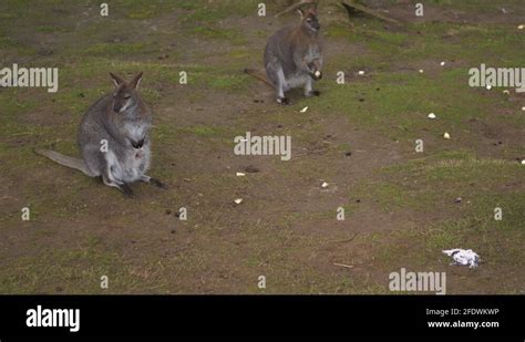 Marsupials Kangaroo With Joey In Pouch Stock Videos And Footage Hd And 4k Video Clips Alamy