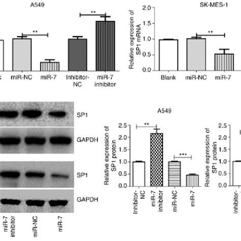 SP1 Is A Direct Target Of MiR 7 In NSCLC A SP1 MRNA Expression